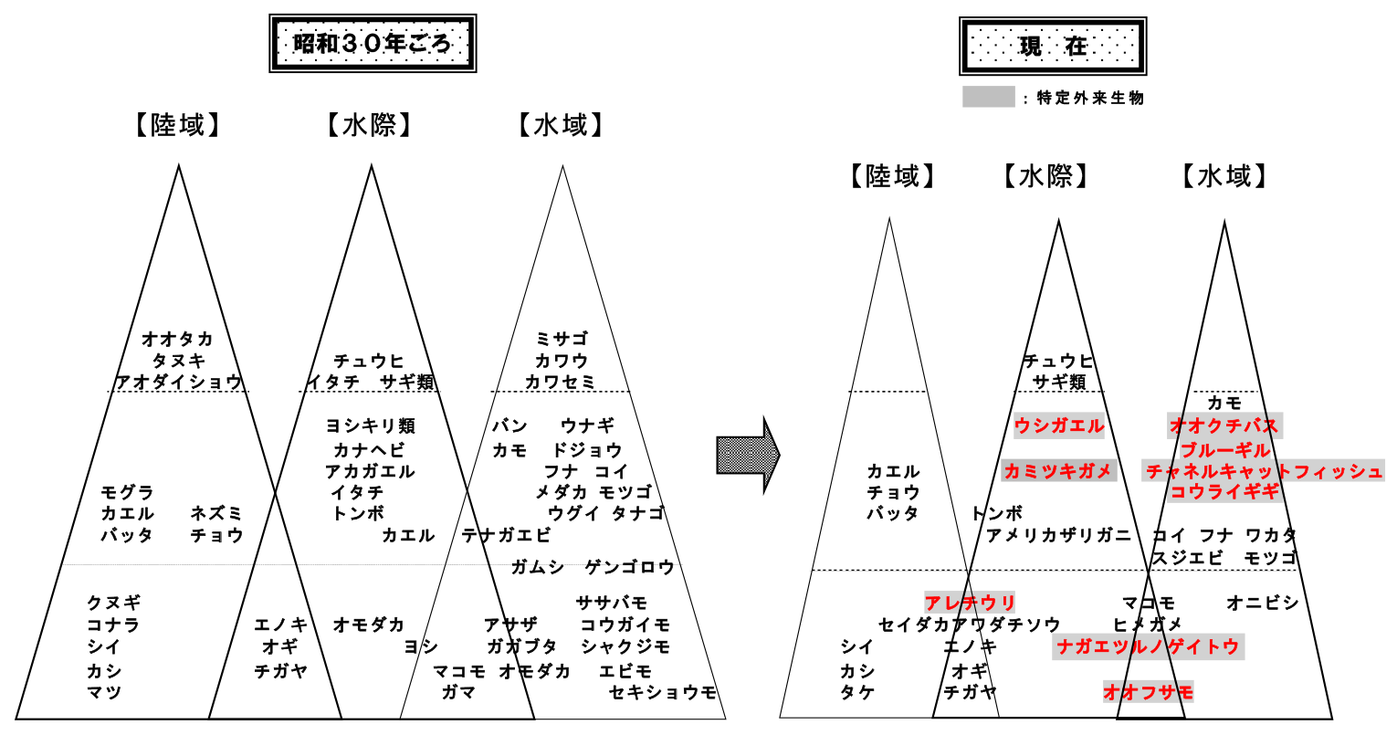 第5.1b図　昭和30年頃と現在における印旛沼の水域・水際域・陸域の生態系ピラミッド